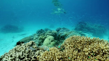 Great Barrier Reef (2012) download