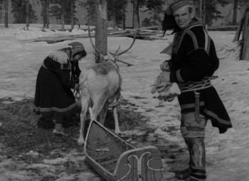 The White Reindeer (1952) download