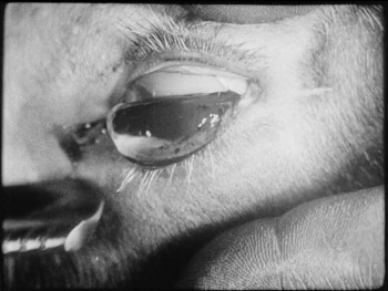 Un chien andalou (1929) download